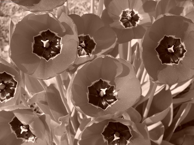 Foto: tulip�ny