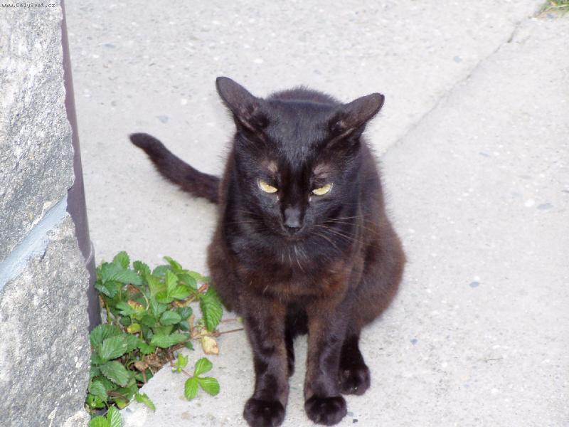 Foto: Čert majdalf Černý-Kocour, který ví co chce....a je zo přítula....