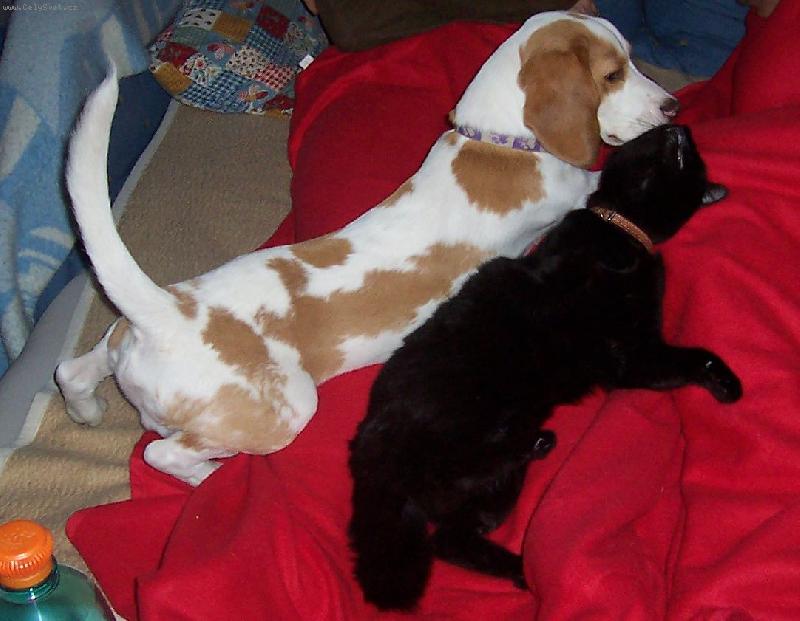 Foto: zlatíčka-Dáš mi pusu?