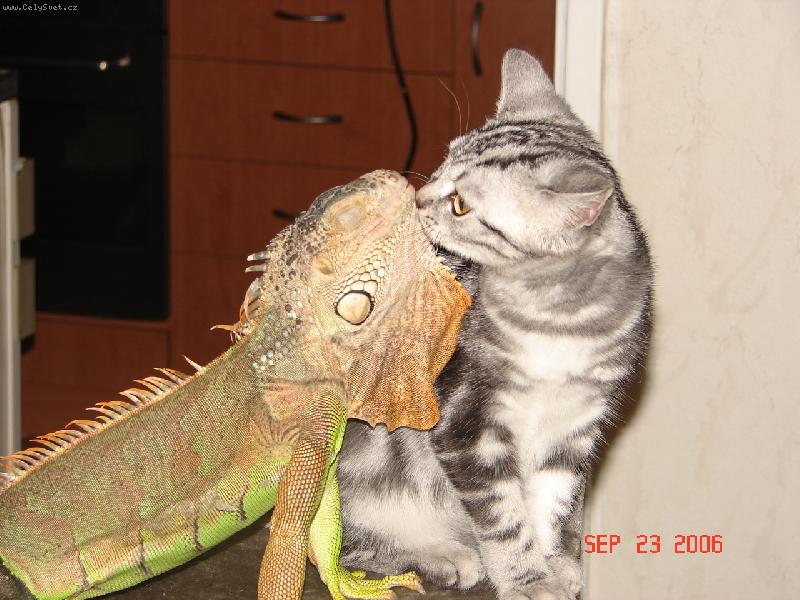 Foto: nejlepší kámoši-britská kočka Agi a leguán Filípek