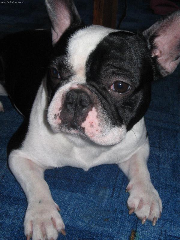 Foto: Grecco-Náš miláček