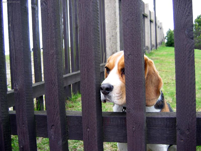 Foto: Já chci taky na louku !!!-PIPS