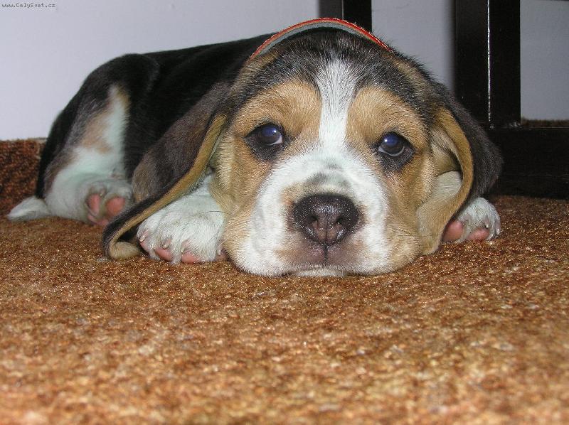 Foto: Kerry-9 týždňov