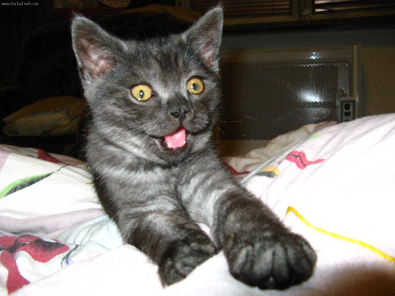 Foto: Jsem malej, ale šikovnej :)-Náš Malý Matýsek