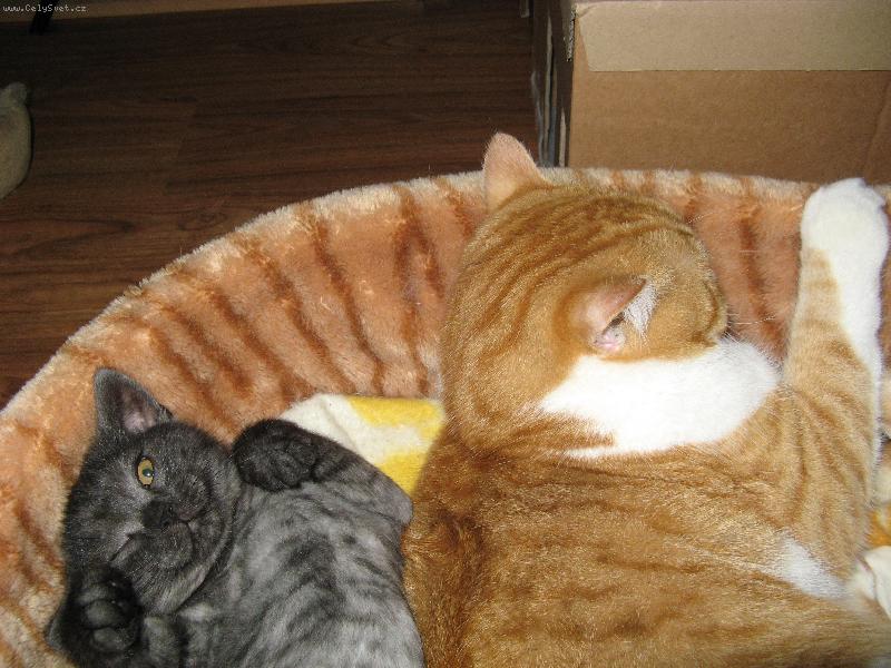 Foto: Neruš spíme!-Matýsek a Kubíček spí v pelíšku.