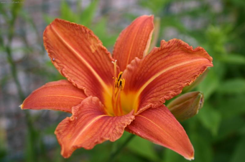 Foto: Lilie-Kvet lilie