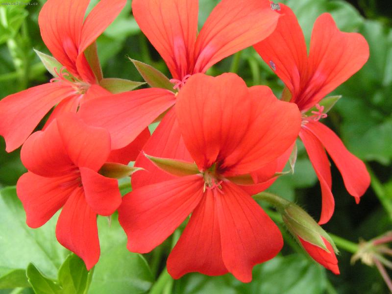 Foto: Květ-Kvetoucí pelargonie