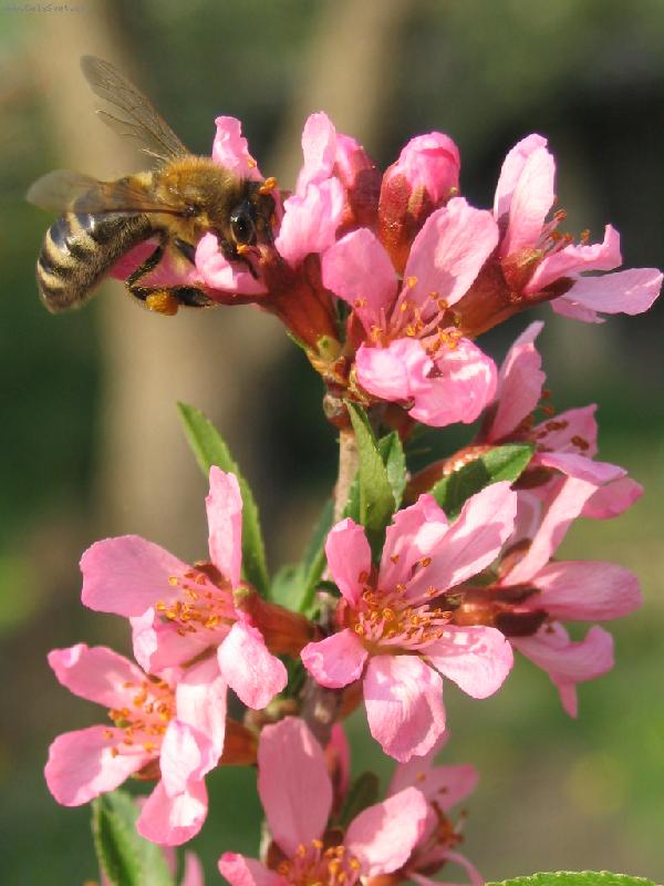 Foto: Včelka Mája-májové opýlení na mandloni