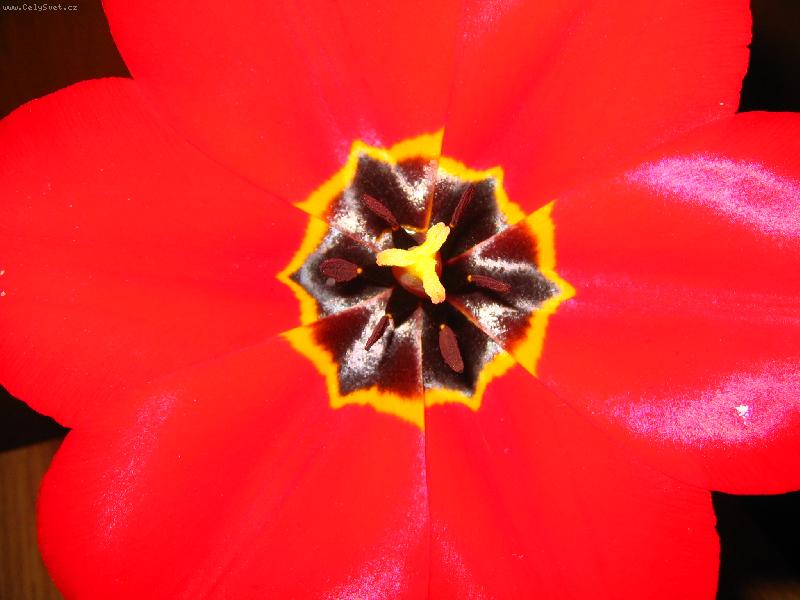 Foto: tulip�n