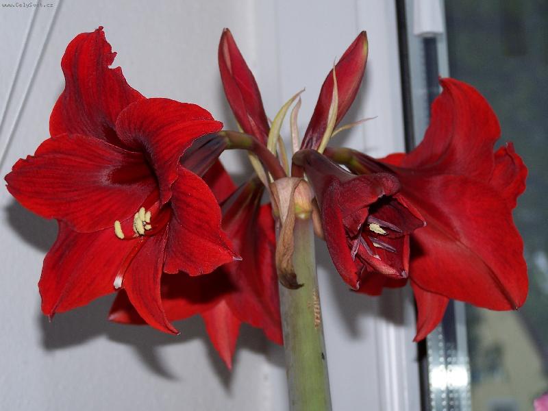 Foto: šestikvět-Z jednoho stonku 6 krásných květů