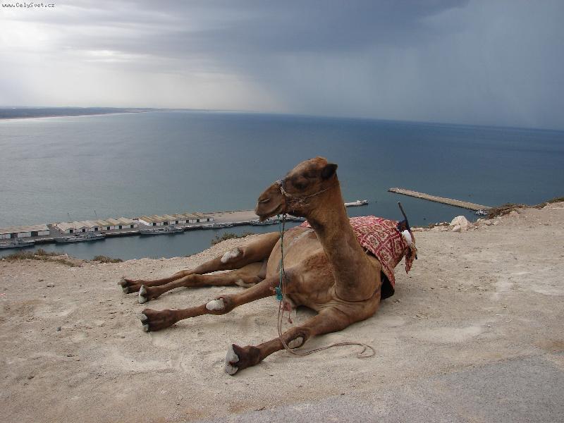 Foto: Velbloud nad Agadirem-Kazbah v Agadiru