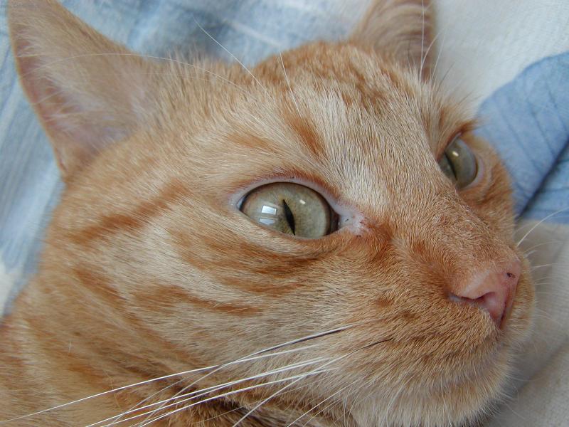 Foto: Bart