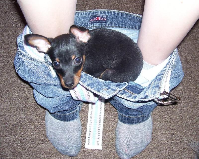 Foto: Náš Mates ´=)-Je to hroznej mazel, uvelebí se pomalu kdekoliv, dokonce i u mě v kalhotech...=)