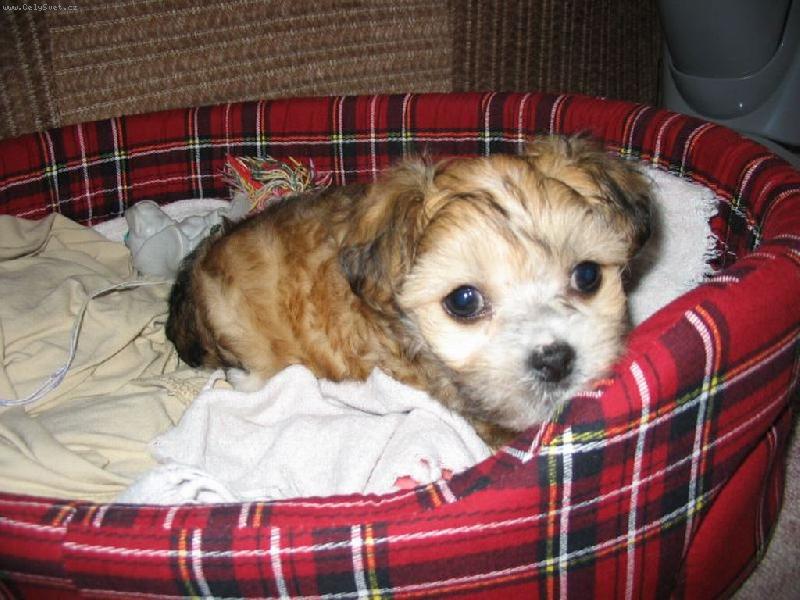 Foto: Akim-Sem malej ,ale šikovnej