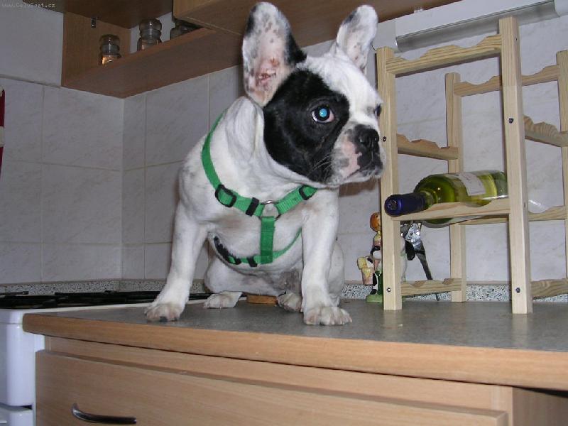 Foto: pepča-pepinka