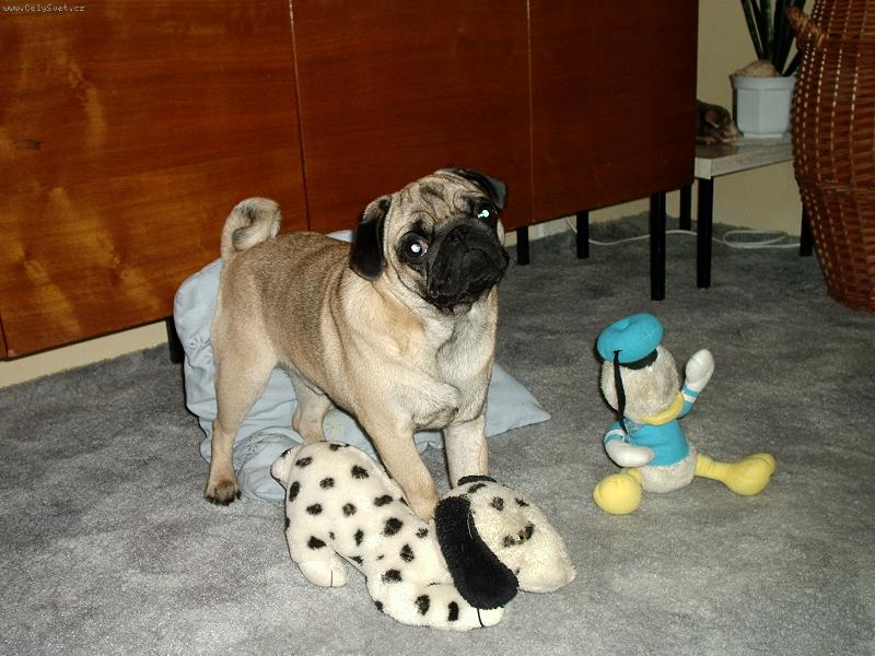 Foto: Můj Mazlík.....:)-Edynek mezi plyšáčkama
