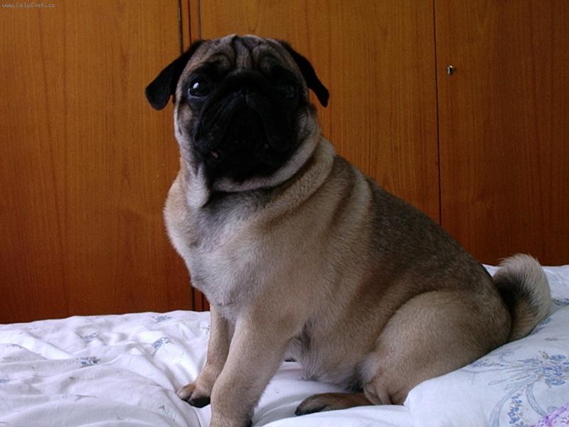 Foto: Edula-Sedím v ložnici