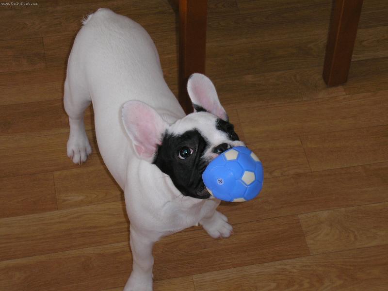 Foto: Míček je fajn