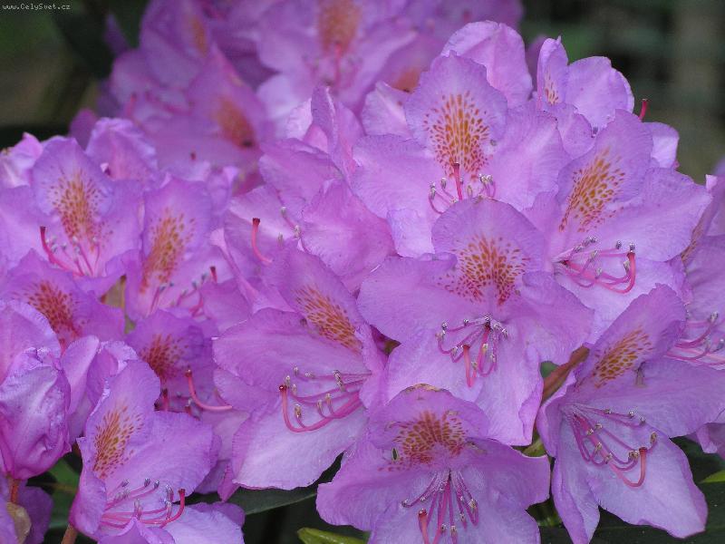 Foto: květ Rododendronu-detail květu