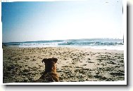 Bíbo vyhlíží páníčka