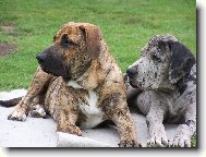 Brazilský Fila a Německá doga