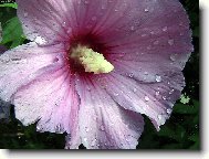 Po dešti.Keř Ibišku.