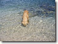 Kde je ta mušlička?