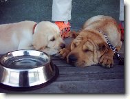 s bráchou šarpejem....ten fotbal je vážně nudnej