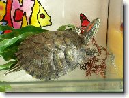 želva domácí mazlíček