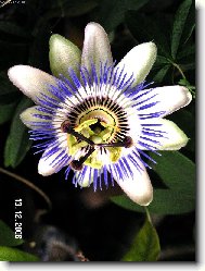 mučenka k vánocům