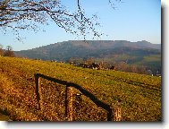 Večerní pastva v podhůří Smrku