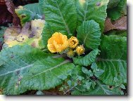 Ani mráz ji neublíží