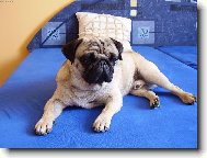 Maxíček-odpolední odpočinek