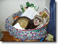 Tohle je můj koš!!!