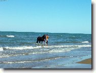 krásný tmavý plavec - koník