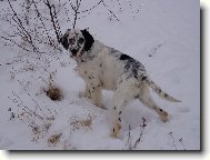 Harwey (anglický setr 7měs.)