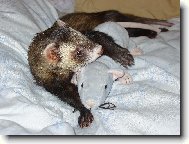 Davídek s krysou Vasilisou.