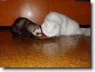 Společná večeře.