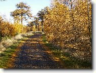 podzim na Děčínském Sněžníku