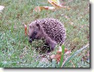 Ježek na návštěvě...