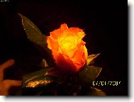 Růže k narozeninám