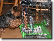 Nela a papoušek Riki