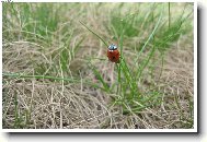 Slunéčko na Lysé hoře