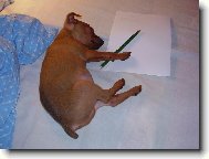 co jsem to chtěl napsat...