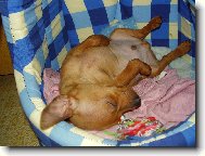 nejraději spím na zádech