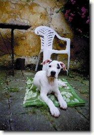 C_Atilla Barrandovské stříbro