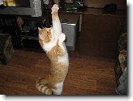 Dej sem tu myšku, už mám nachystané pařátky!