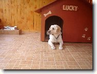 ve svém království