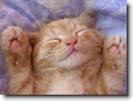 Dobře, dobře, vzdávám se.