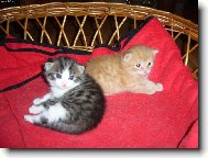 měsíční kuličky